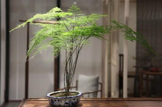 文竹的栽培方法