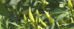 米椒种植管理方法