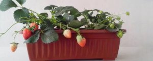 阳台种草莓的方法与技巧