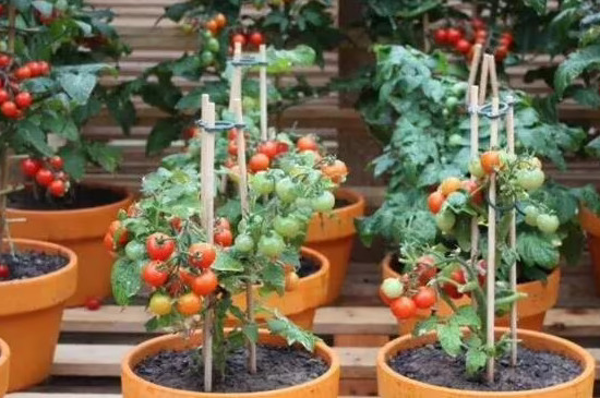 红珍珠番茄怎么种盆栽