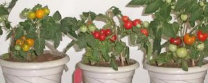 红珍珠番茄怎么种盆栽