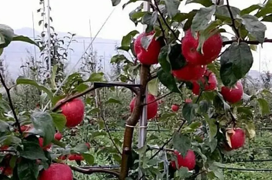 王林苹果品种介绍