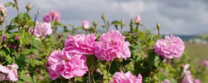 大马士革玫瑰花的种植方法及养护
