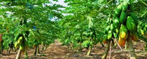 木瓜的种植方法和管理