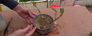 玉桂树的种植方法