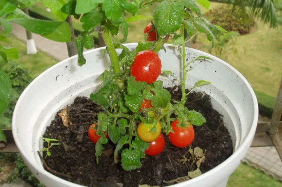 小西红柿怎么种植盆栽