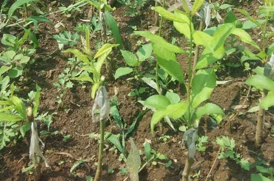 李子树的种植与管理技术