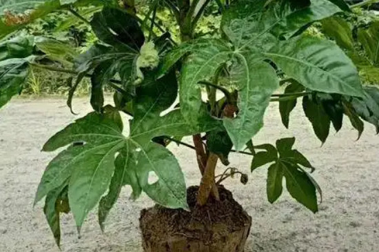 八角金盘盆栽养殖方法
