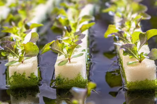 生菜可以水培种植吗