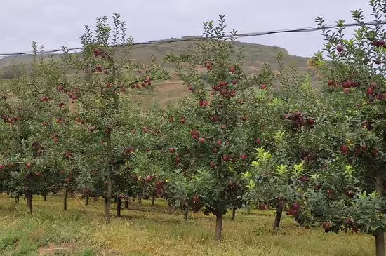 苹果栽种后多久开花结果