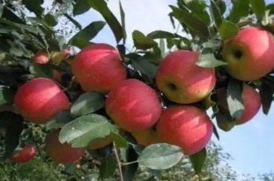 苹果栽种后多久开花结果