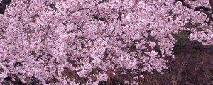 樱花扦插生根最快方法
