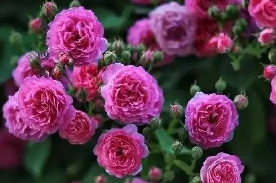 蔷薇花是什么颜色的