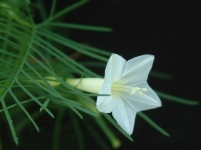 白花茑萝松