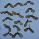 鸡爪槭种子