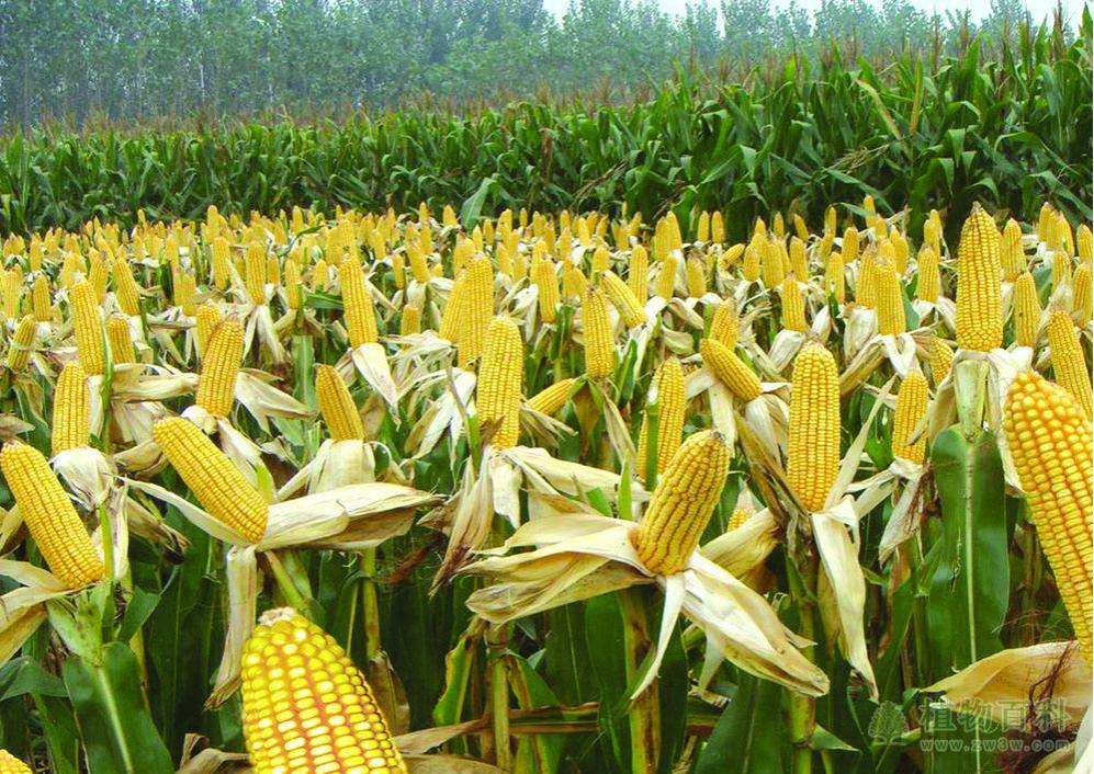 玉米的种植管理
