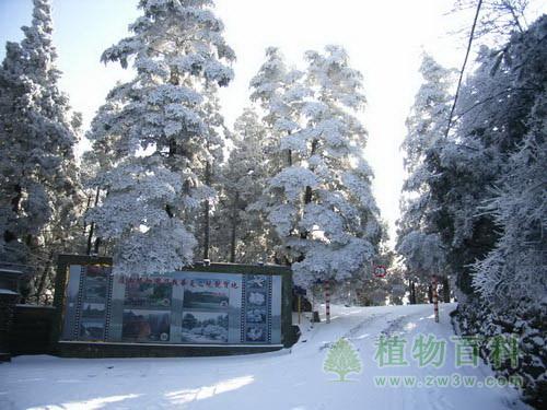 庐山植物园雪景