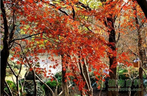 银川植物园槭树