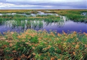 中国湿地主要类型