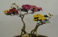 造型菊：盆景菊