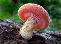 有毒蘑菇