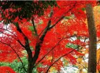 树叶秋天变红
