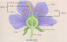 花的解剖图