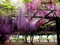 紫藤和铁线莲 [灌木花]
