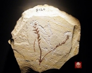 被子植物的起源和演化