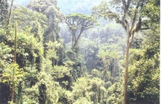 热带雨林植物的分类