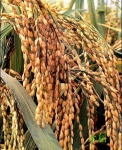 湿地产物----水稻