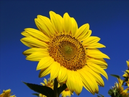 向日葵英文：sunflower