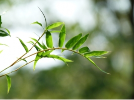 凤尾竹的养殖方法：冬季需控制好水分和温度