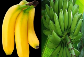 芭蕉和香蕉的区别：从外形,颜色和味道上着手