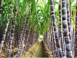 甘蔗种植技术：适种于冬夏温差大的地方