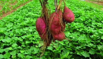 红薯种植：选苗育苗很重要