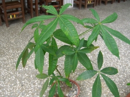 马拉巴栗为什么又叫发财树？它有什么特点