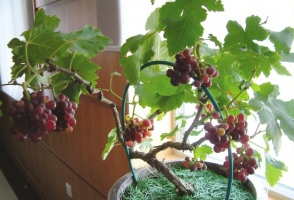 阳台盆栽葡萄如何养护