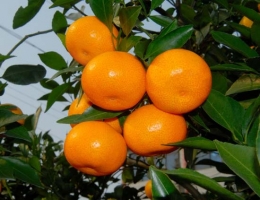 阳台盆栽蜜橘为什么难挂果