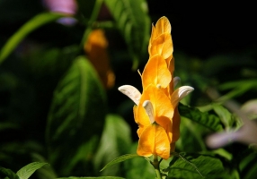 金苞花的养殖方法：喜高温高湿环境