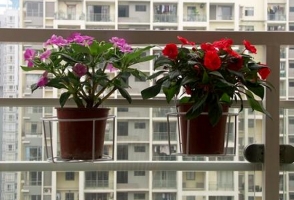 如何充分利用家庭阳台空间养花