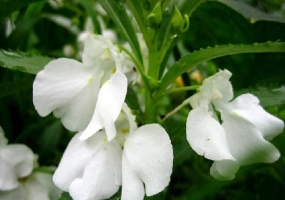 凤仙花的种植方法：凤仙花的栽培方法