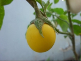 金银茄种植：忌过多施用氮肥
