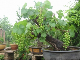 葡萄种植：快速繁殖葡萄