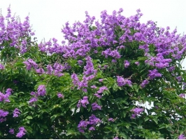 怎样使紫薇年年繁花满枝