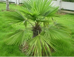 棕榈生长好坏的关键是什么：足够的光照和通风