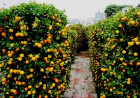 怎样培养一株多色的盆橘