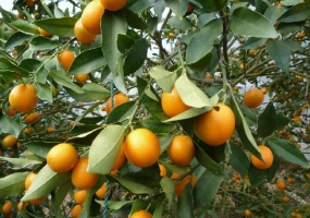 怎样使盆栽金橘挂果大而多