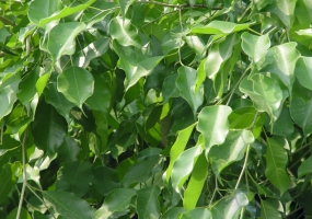 垂葉榕種植：盛夏需遮蔭
