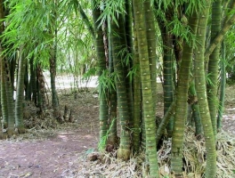 佛肚竹的养殖方法：分株繁殖